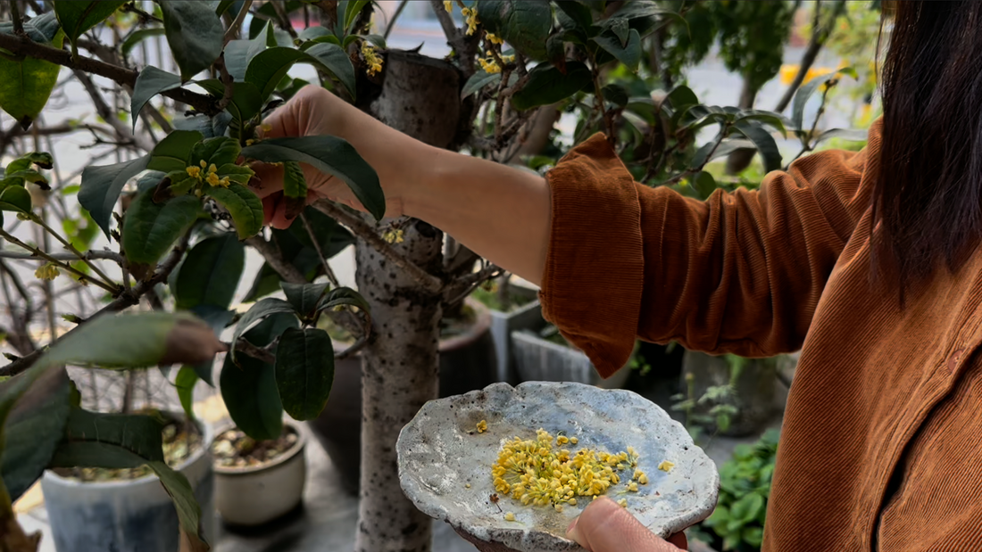Before Full Bloom: Osmanthus in Chinese Incense