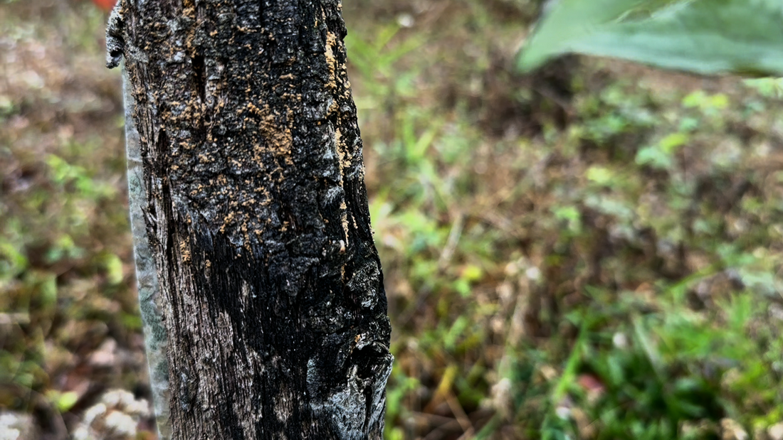 Before Agarwood Becomes Incense